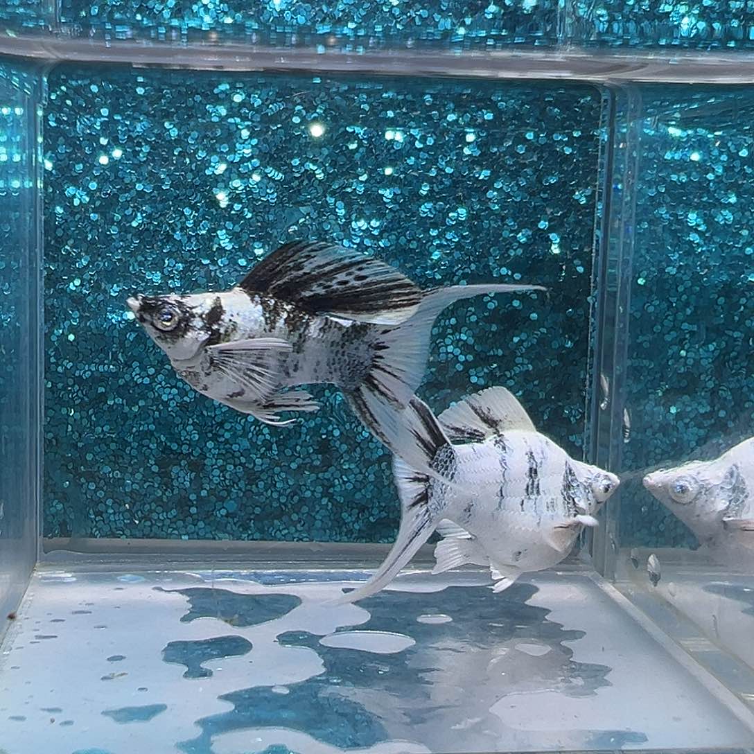 孔雀鱼水墨画玛丽一对0023