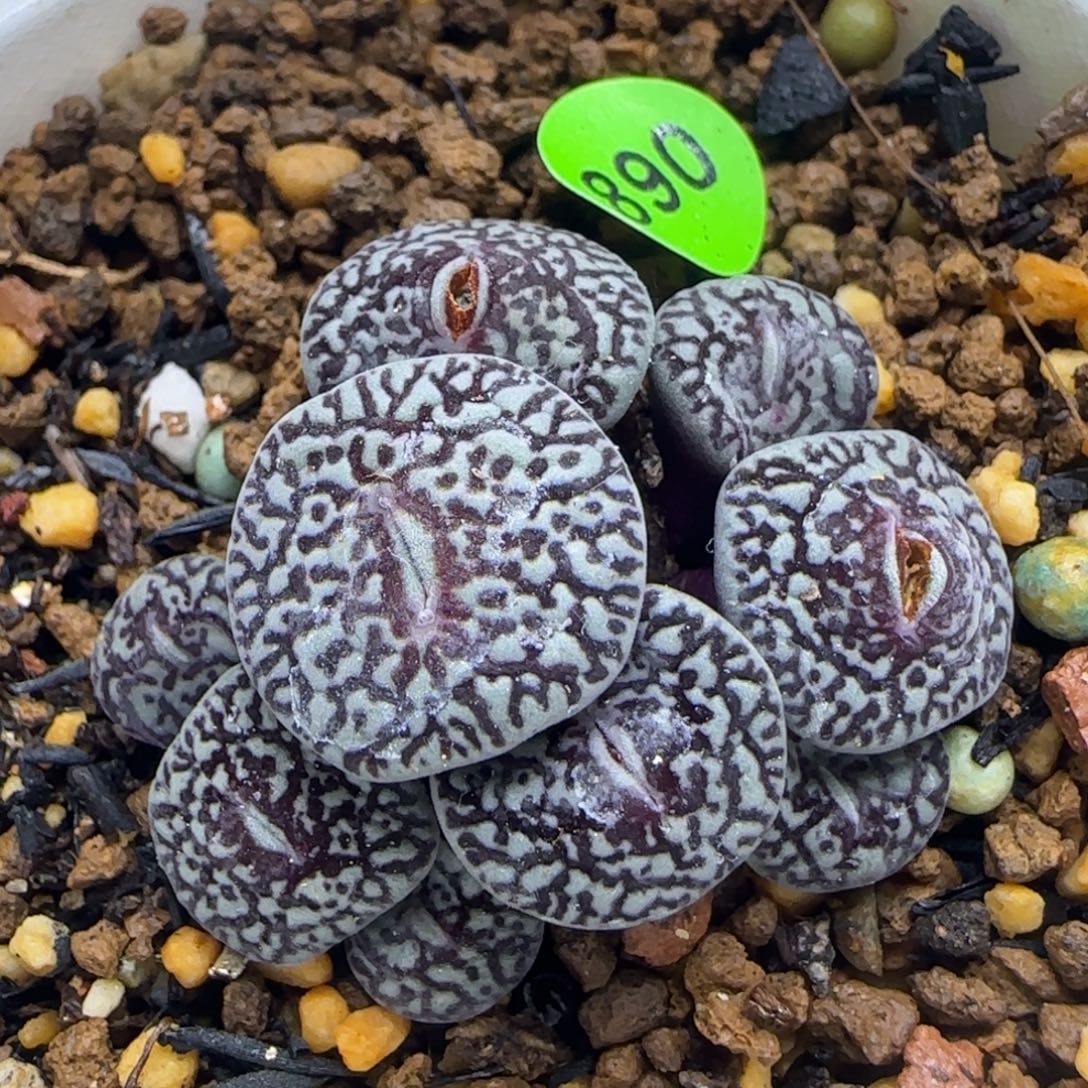 大型超墨群多肉植物890