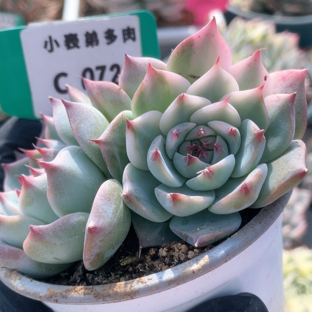 720锦锦锦锦锦锦锦