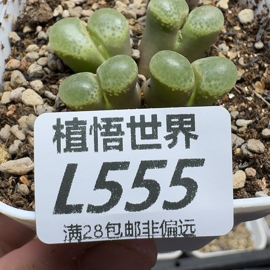 多肉植物的润泽fgh