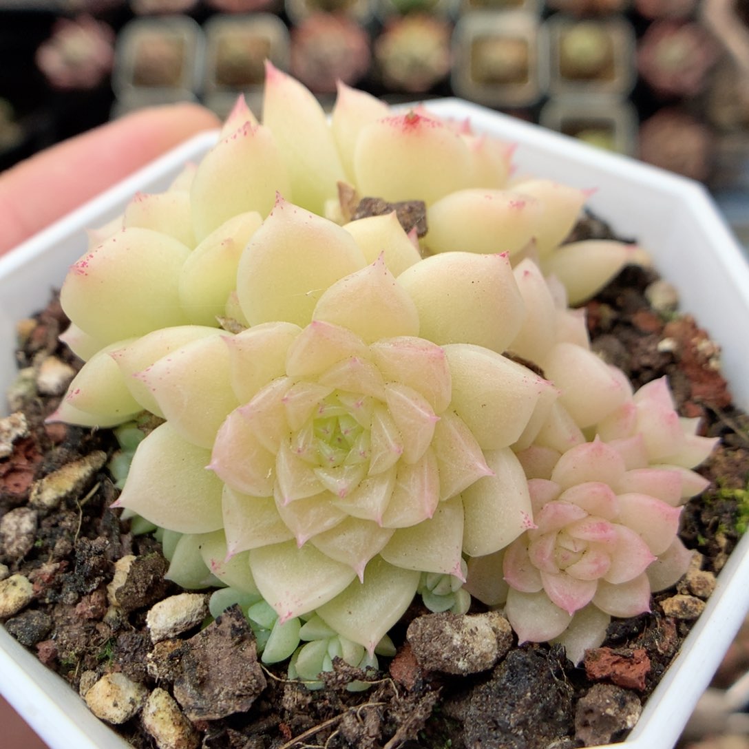 G18 ，20包邮两天凑单偏远不发货