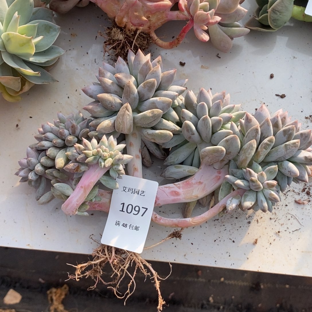 所罗门缀化097多肉多肉