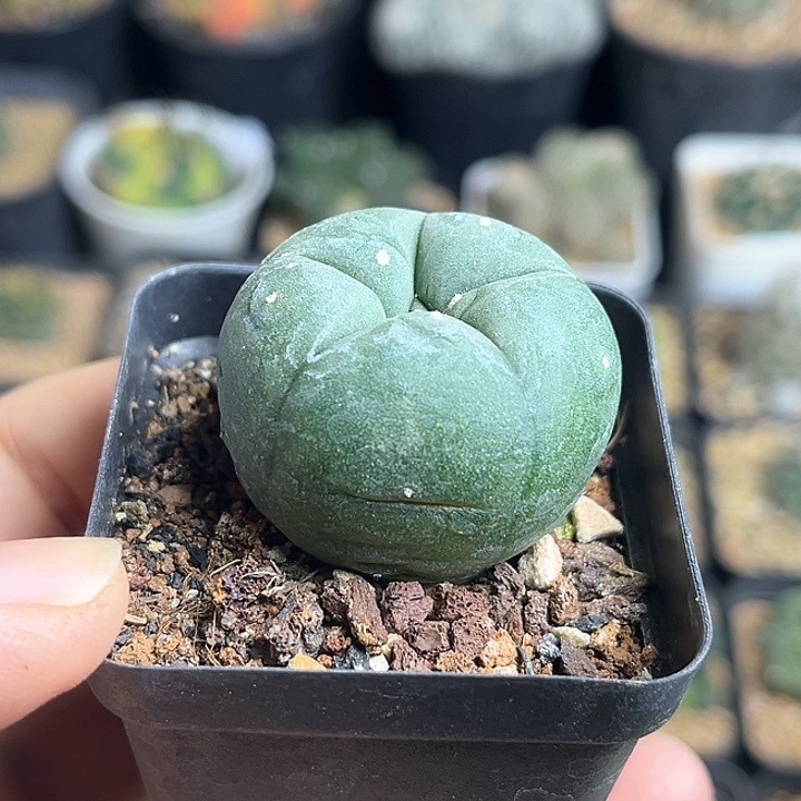 海鲜实生球，微瑕3.5公分