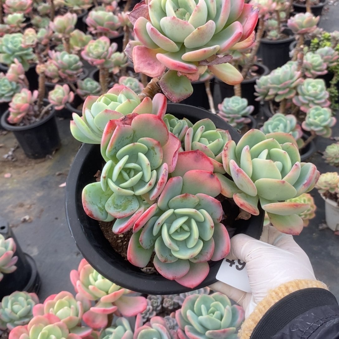 罗***文4915白月光一物一拍