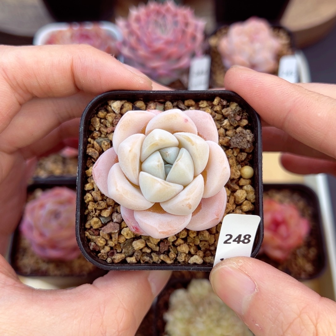 好好看248、哈哈哈哈