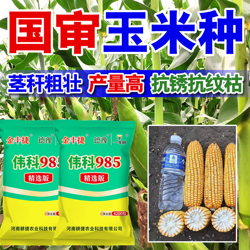 【伟科985】国审高产金丰捷矮秆耐密植 产量高产玉米种不挑地抗性好
