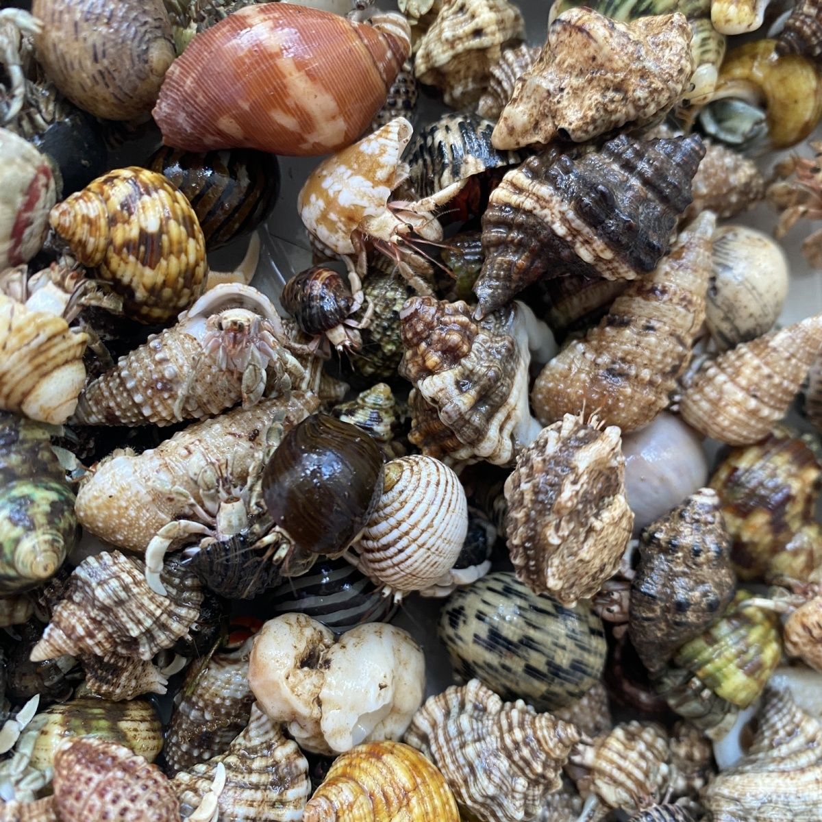 （600——700）陆生寄居蟹萌宠活泼好养观赏好物