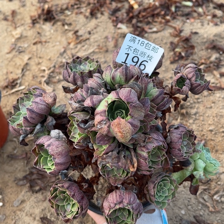 196万拉丝手捧3法师