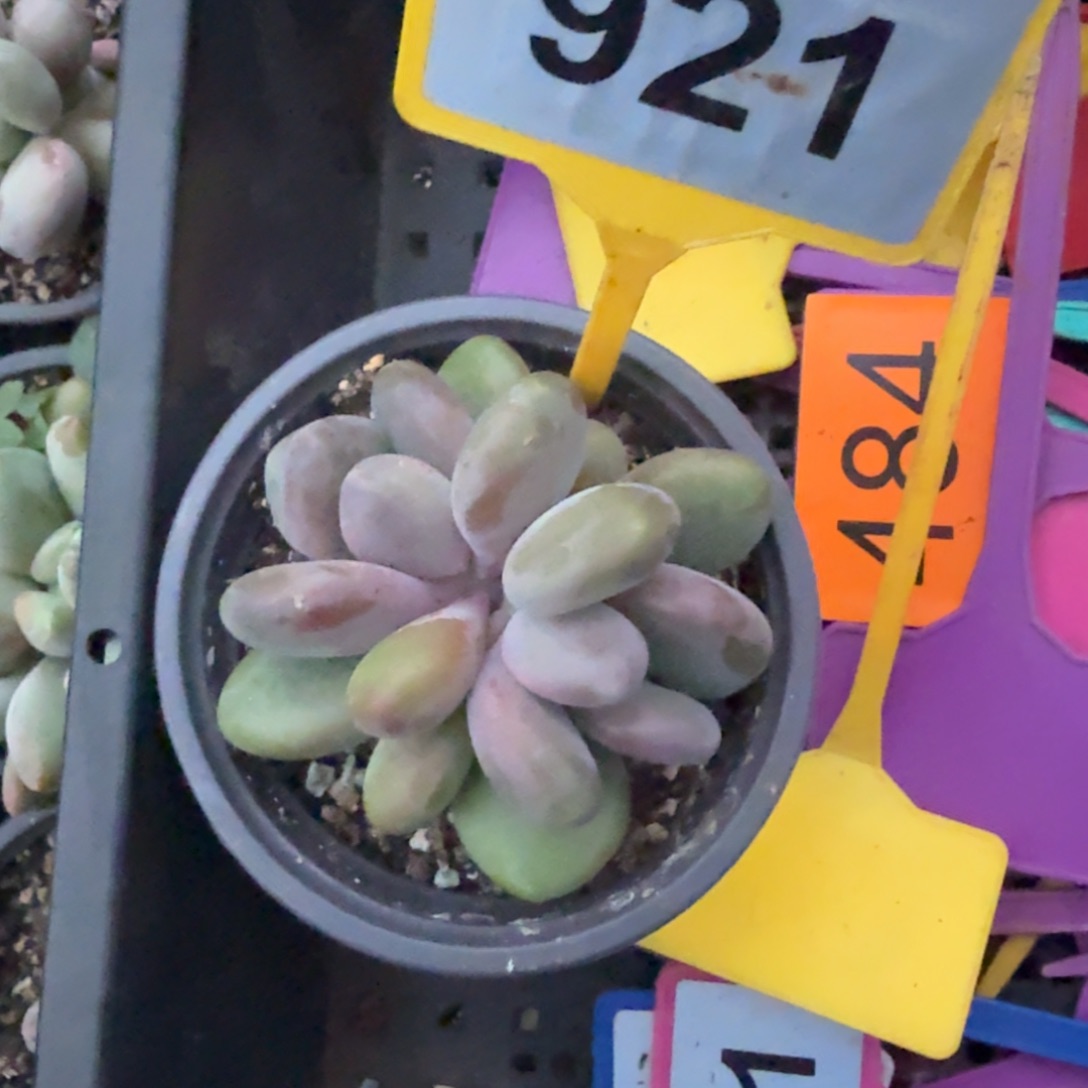 枯***春多肉植物胖体x系921