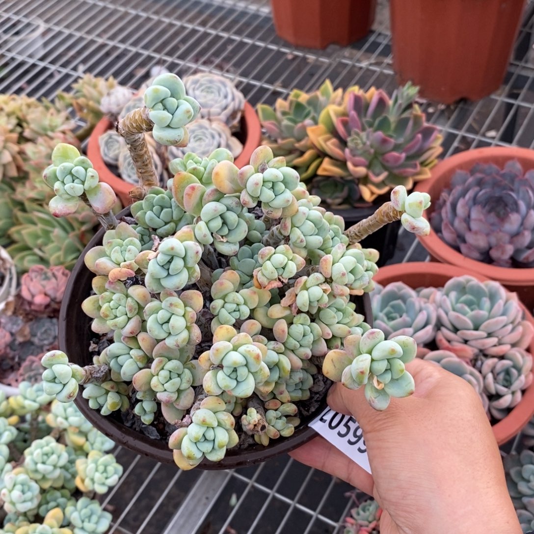 5998劳尔整桩一物一拍