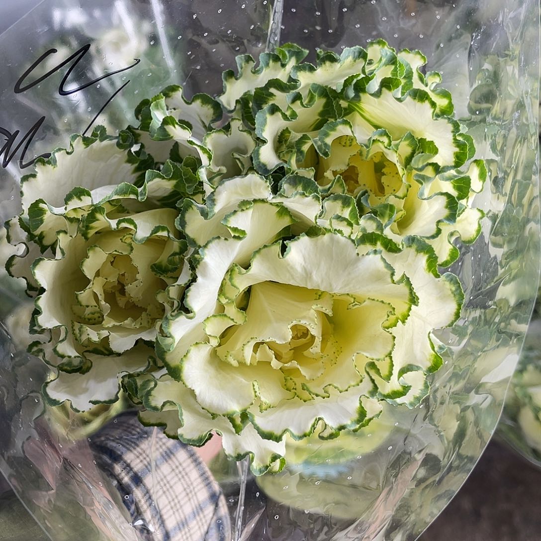 完全开放大白菜（3号品种）一扎