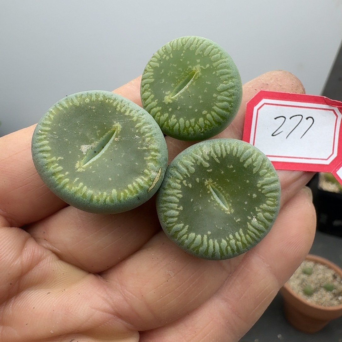 277多肉哈哈哈哈哈哈哈哈哈