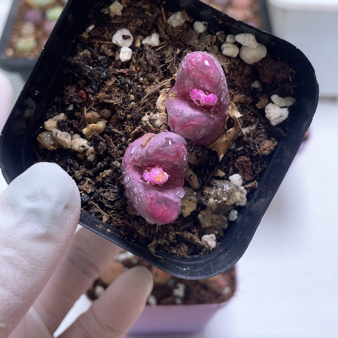 440 红大内…………………………