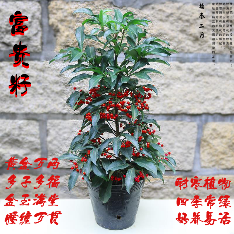 富贵籽盆栽黄金万两树苗金玉满堂四季开花耐热寒常绿植物喜庆花卉