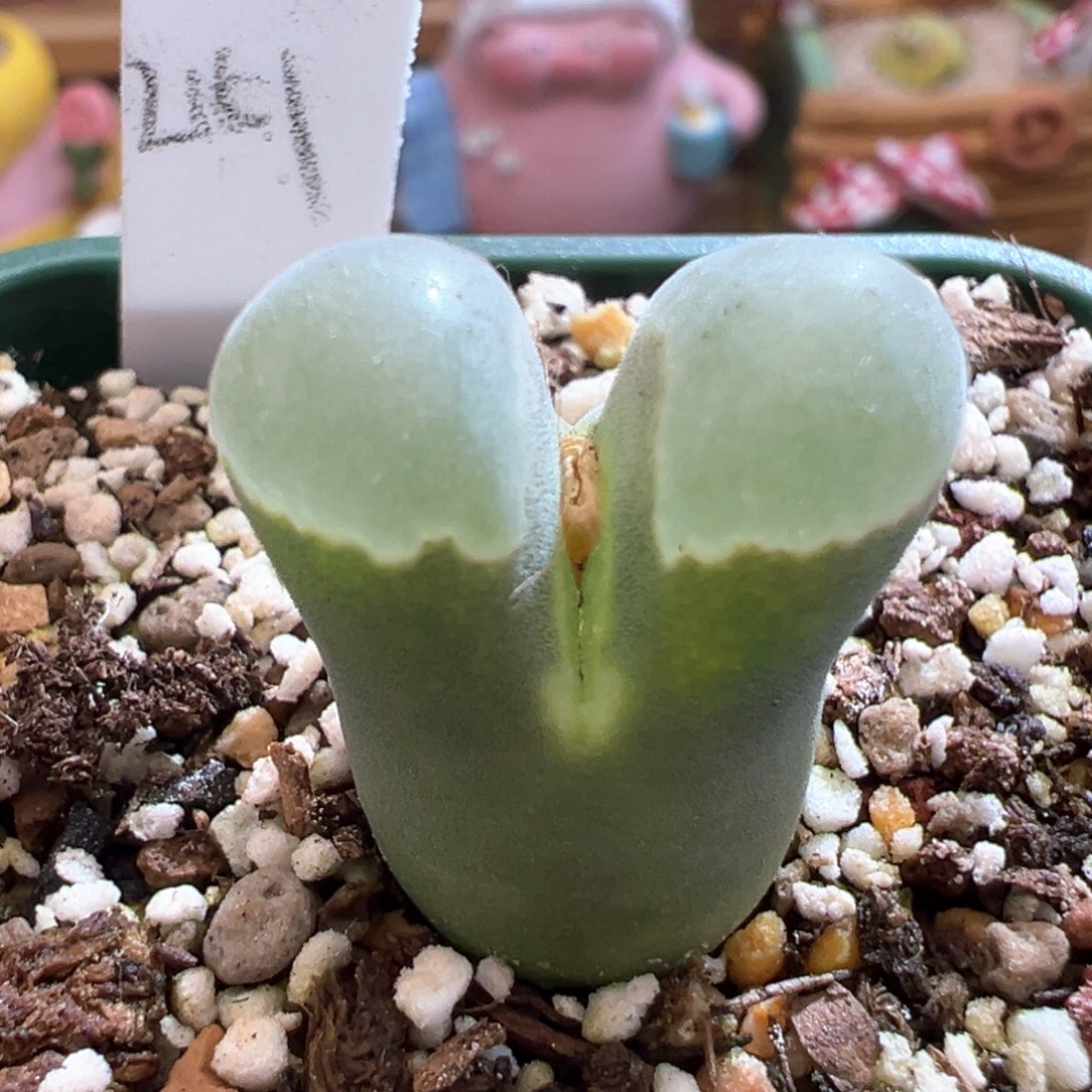 40。青蛙优选2151大母本 多肉