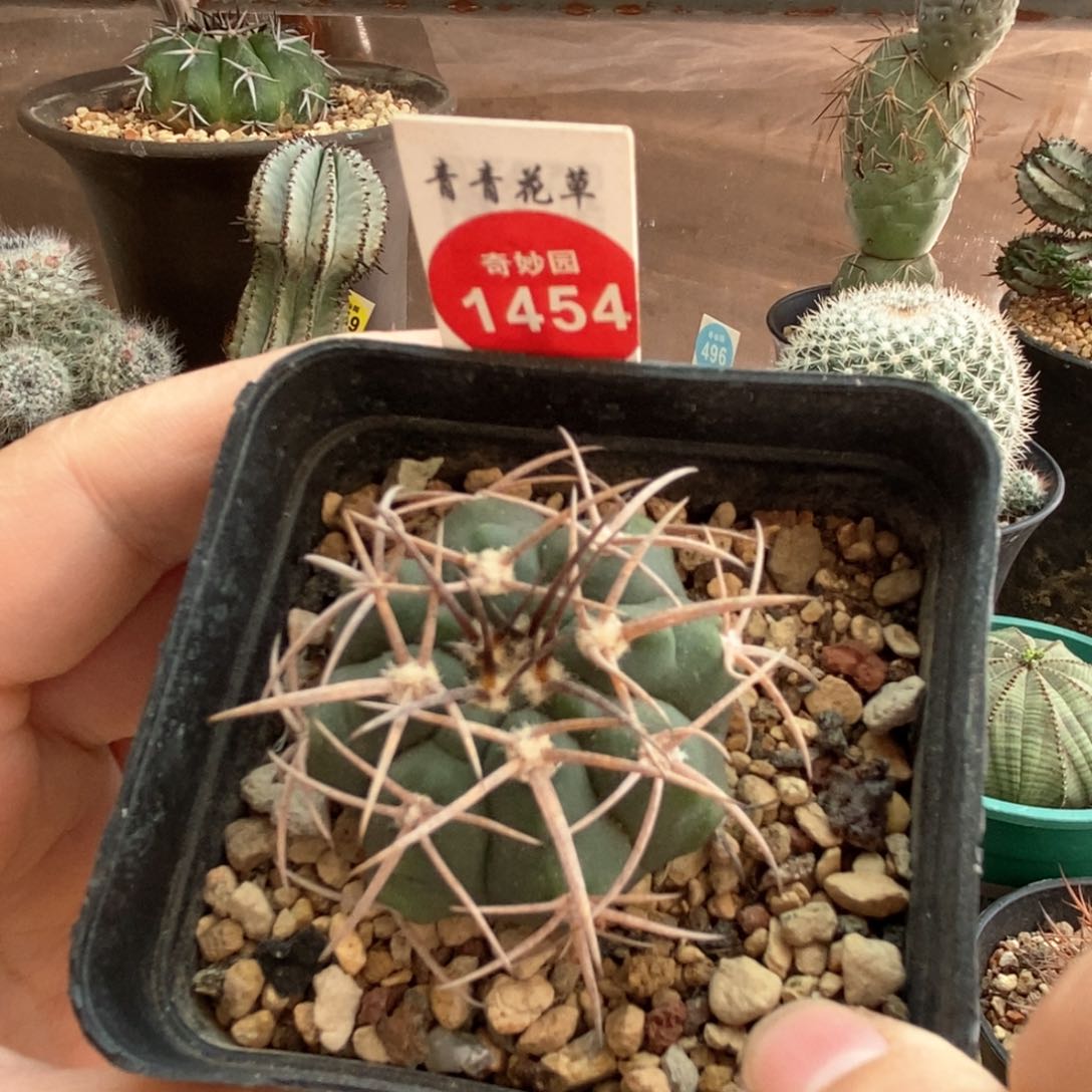 狂刺天平丸一颗仙人球