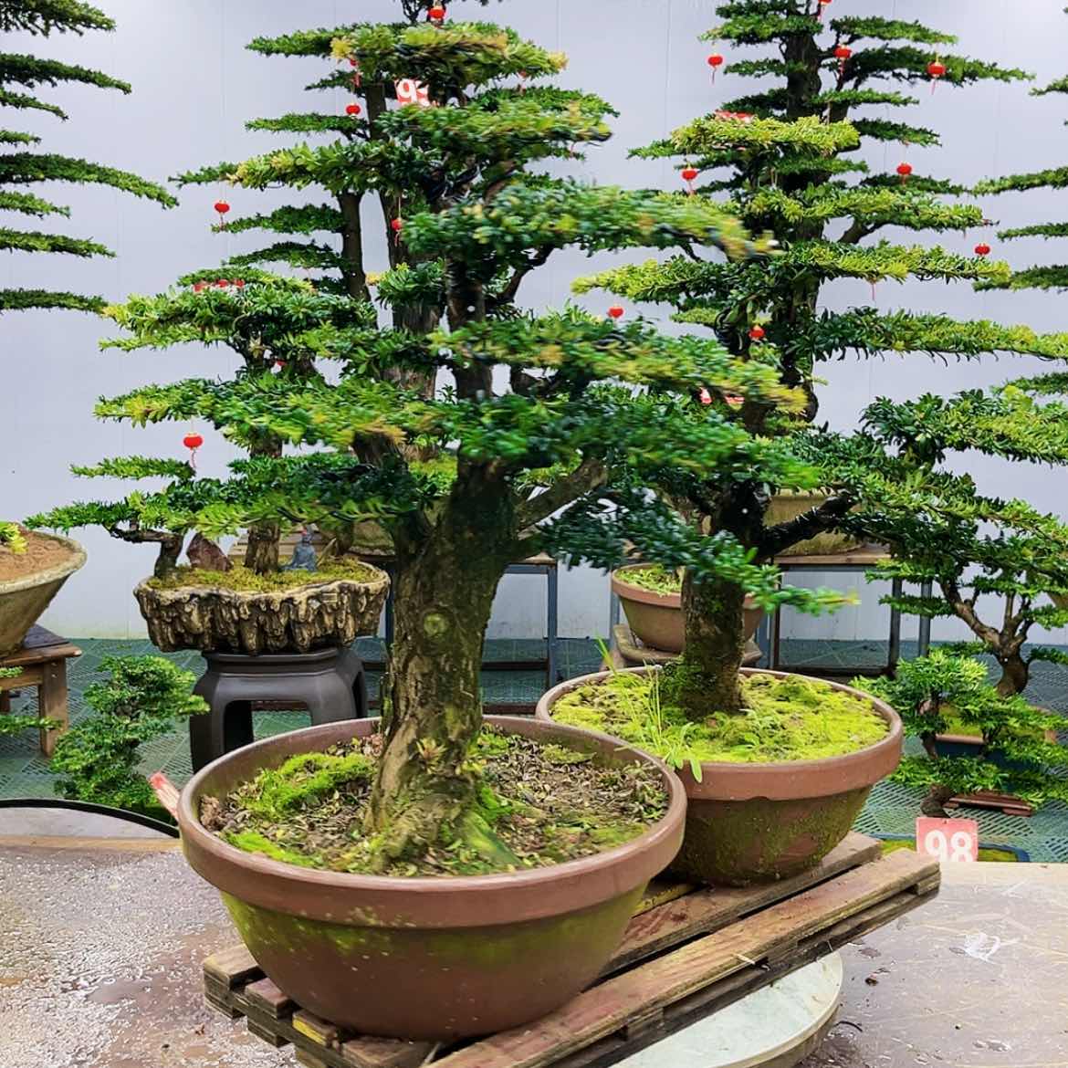 【闪购商品】罗汉松盆景艺术的发展