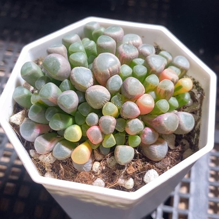 ?**?15161一个一个一个