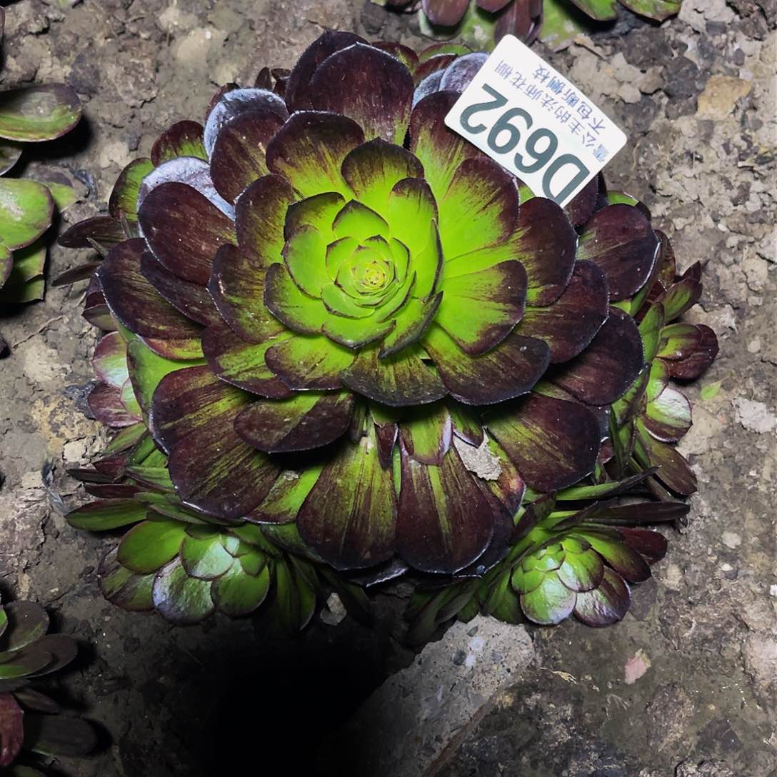 法师法师32-12包邮法师