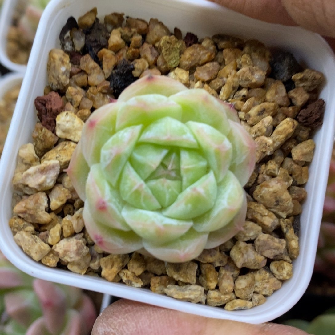 精品多肉一物一拍不包整18