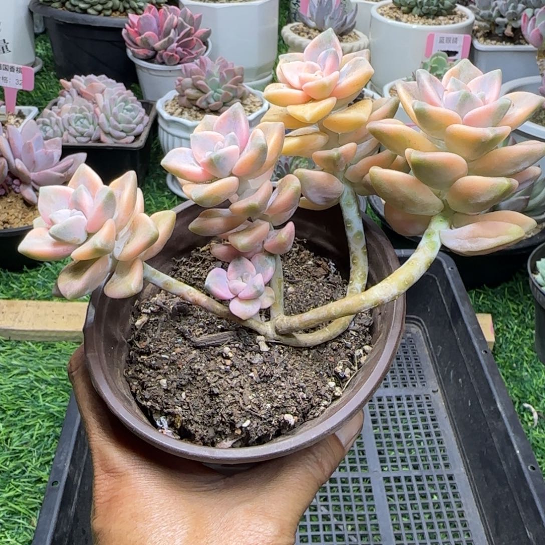 锦安精品多肉植物266