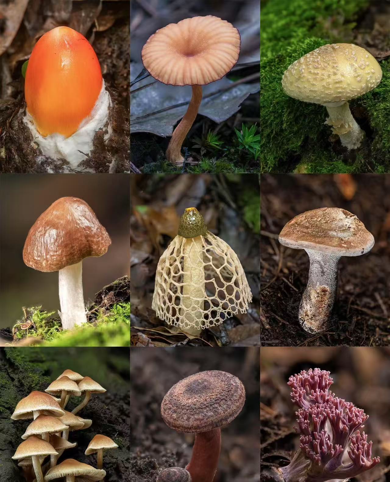 1【天-然-冰-片】净含量50g-1500g【小邵现收】