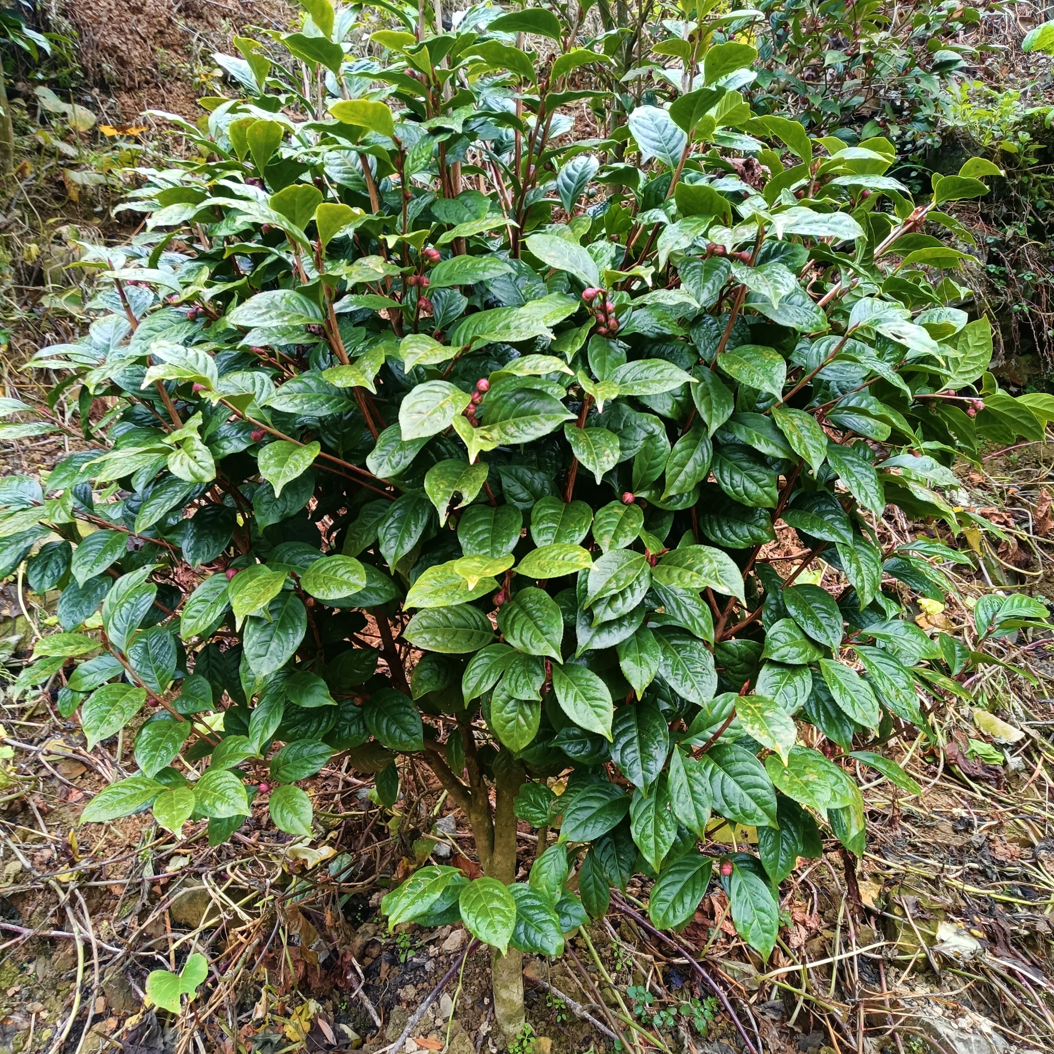 稀有优质小叶金花茶原生产地直发
