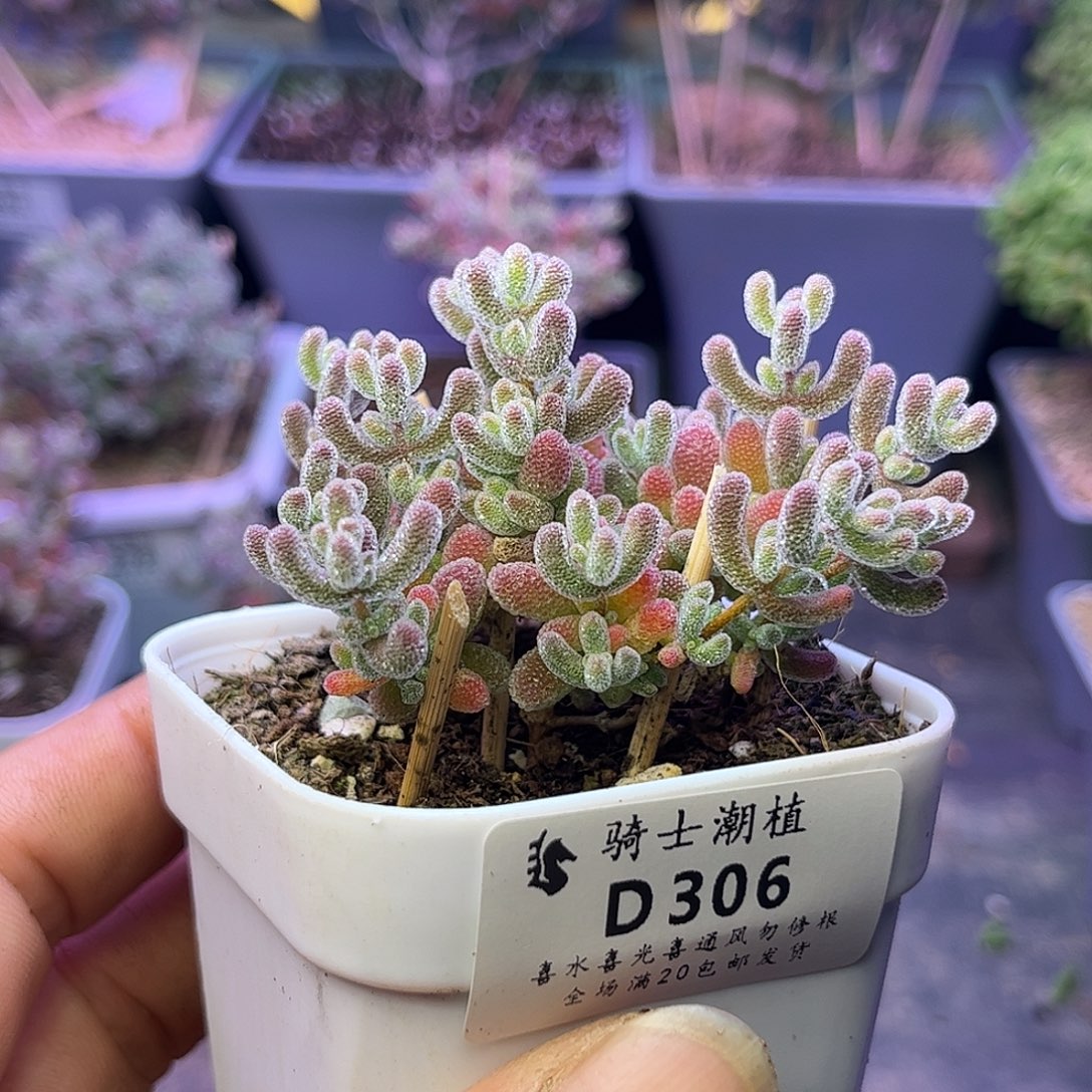 306优选冰晶枝干番杏