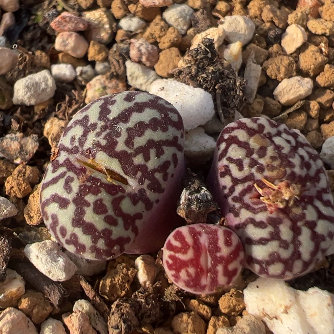 95多肉植物百科知识