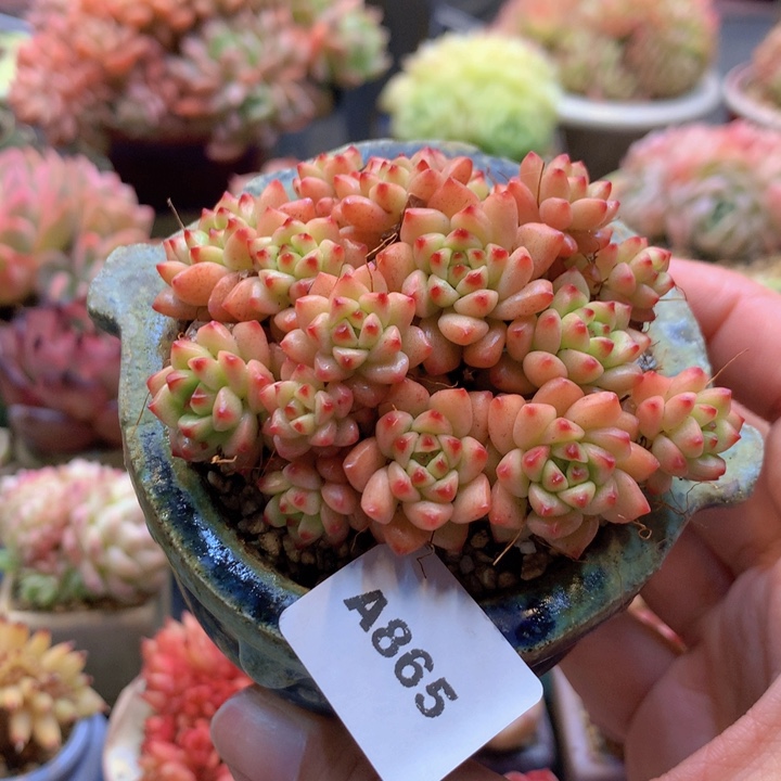 一物一拍含盆土满38包邮A865