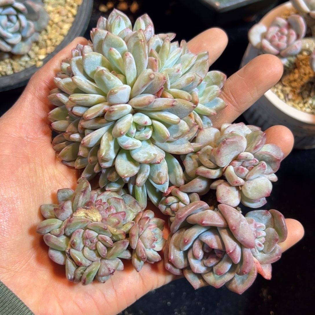 新年快乐 新年快乐