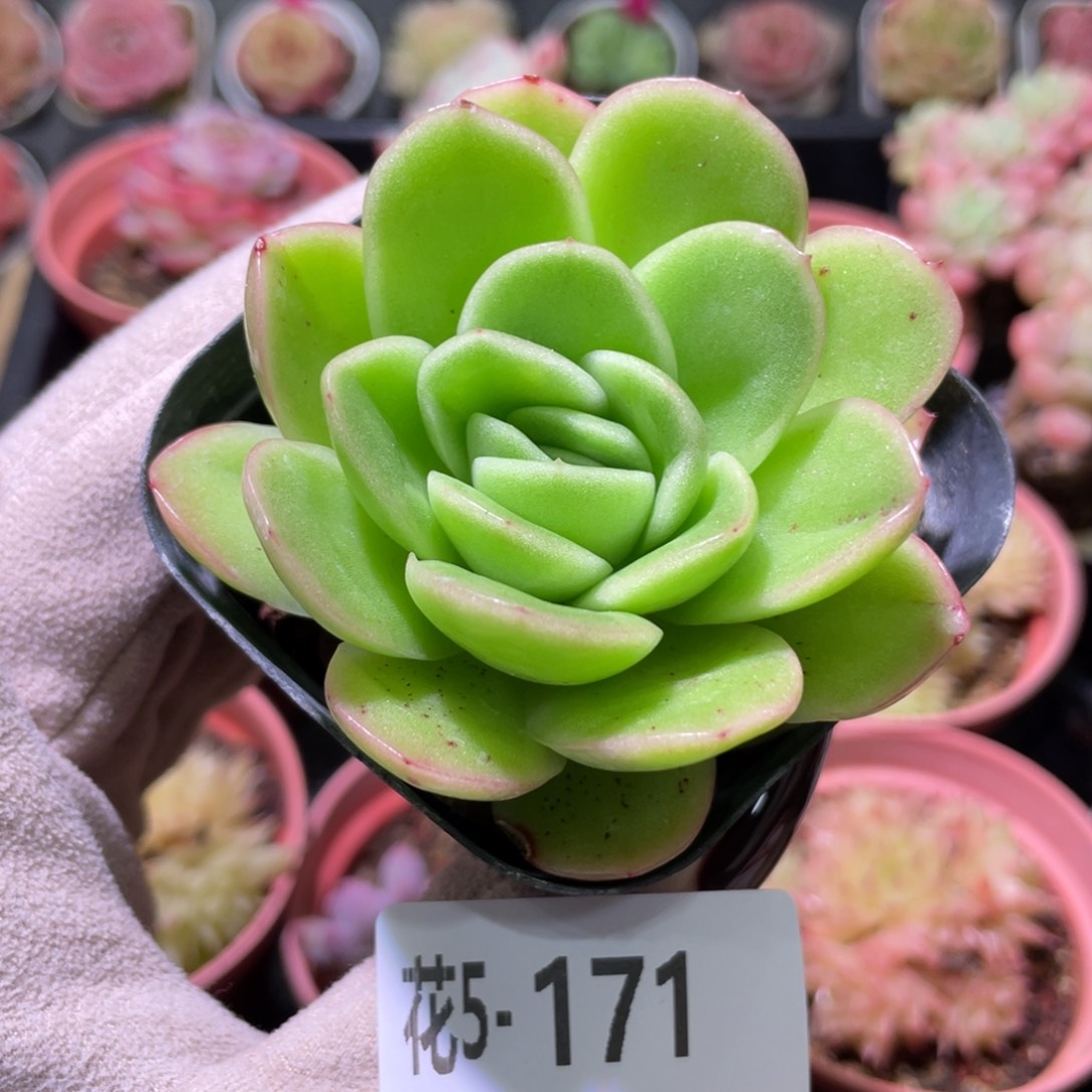 花利美5-171冰玫瑰