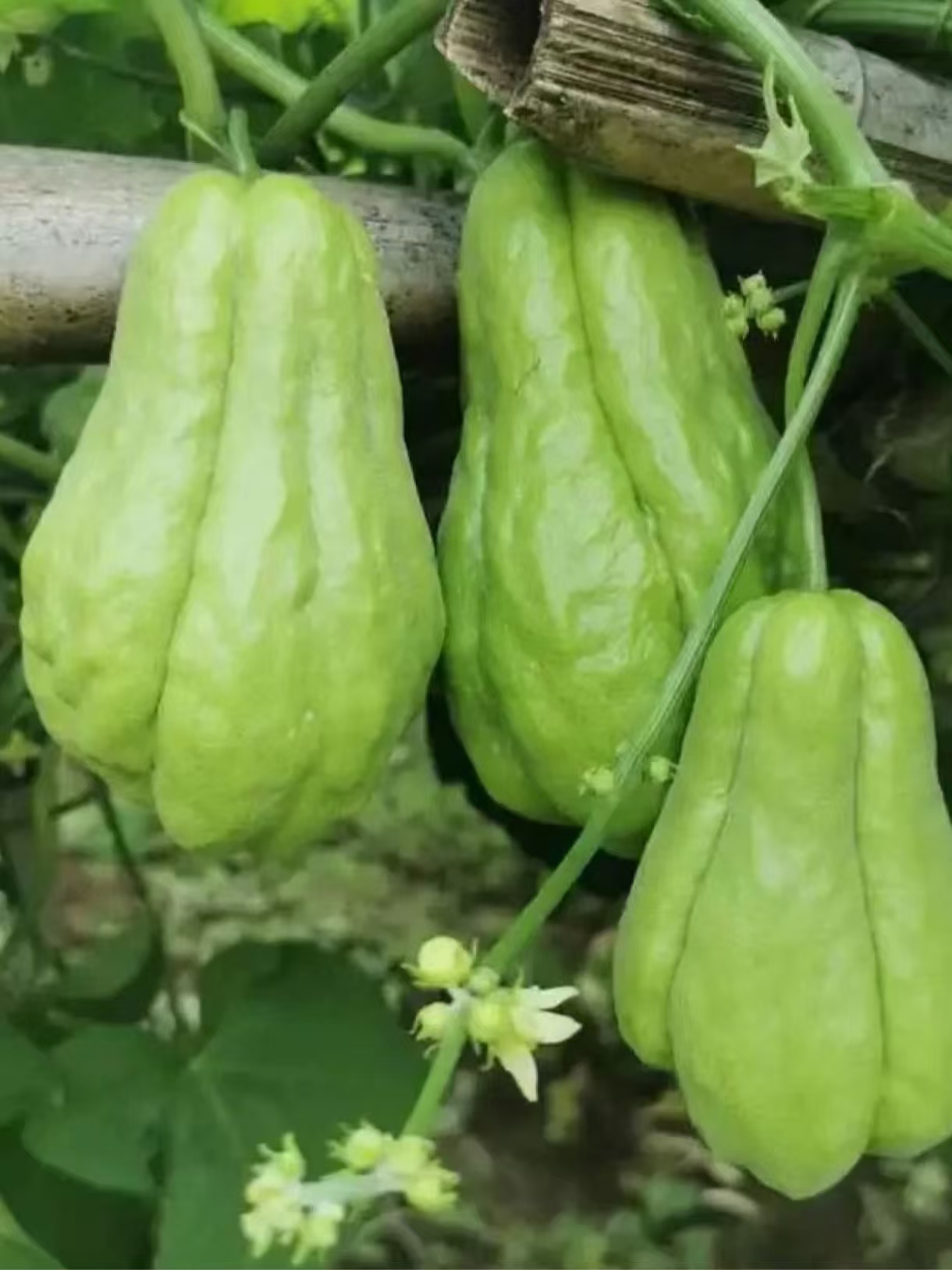 【刀刀山货】云南现摘新鲜佛手瓜当季蔬菜