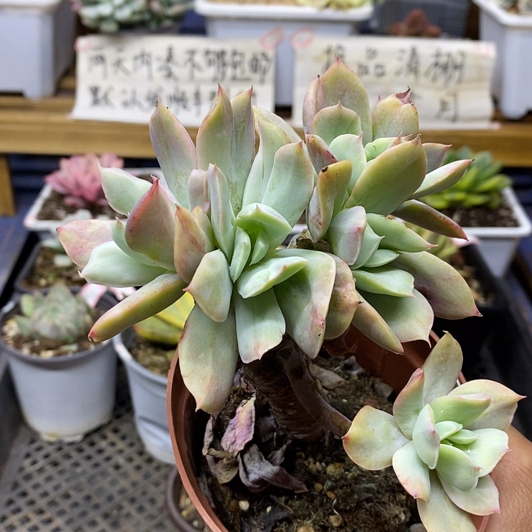 2440 老桩绮罗白拉丝锦