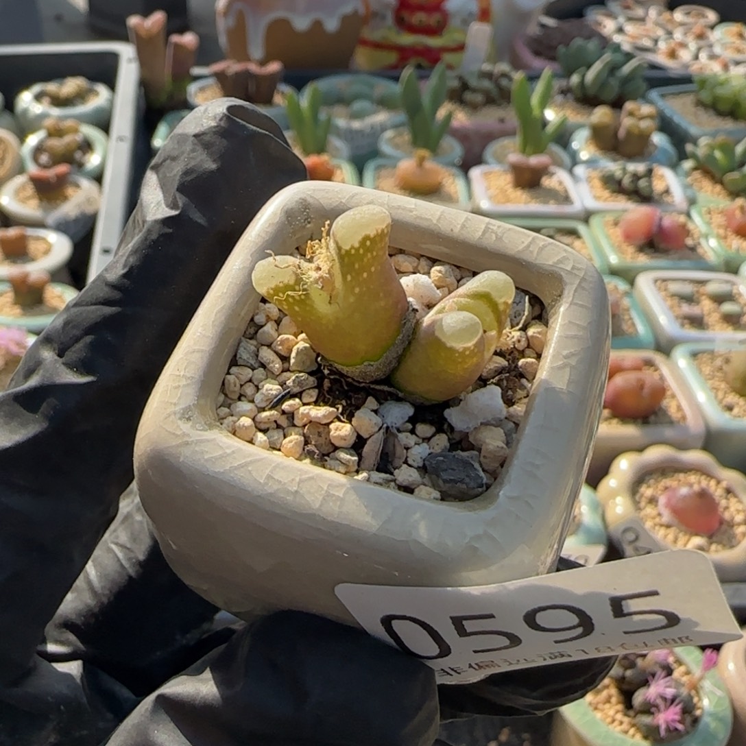 0595-一物一拍 带盆