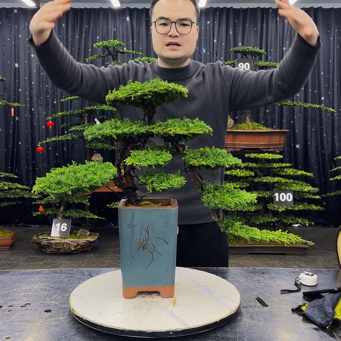 松树柏树造型盆景