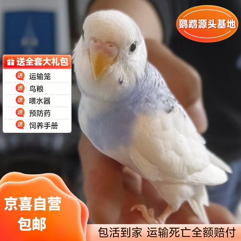 虎皮鹦鹉大头鹦鹉国血养殖厂直发健康活泼可爱