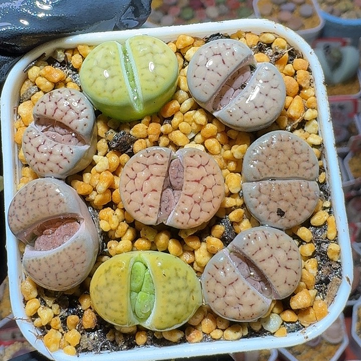 生石花3:：。在。 37号