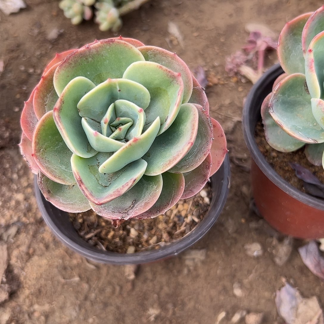 多肉植物艾斯美蓝达