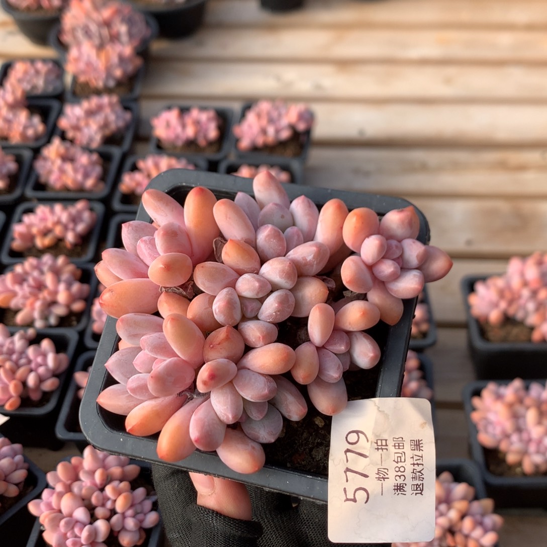 11厘米七头精控香水  5779