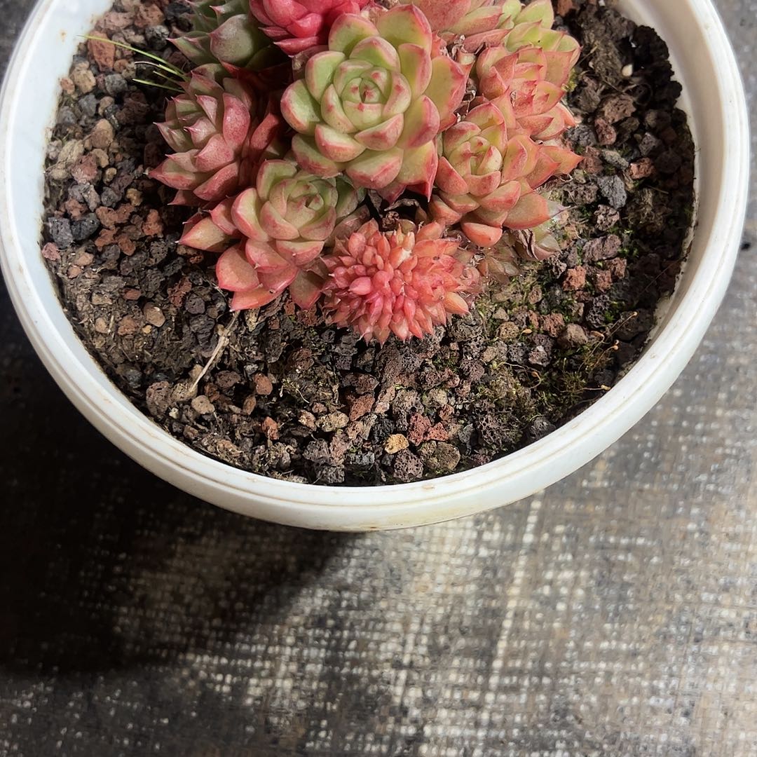 ****祥红酒桃缀化多肉植物