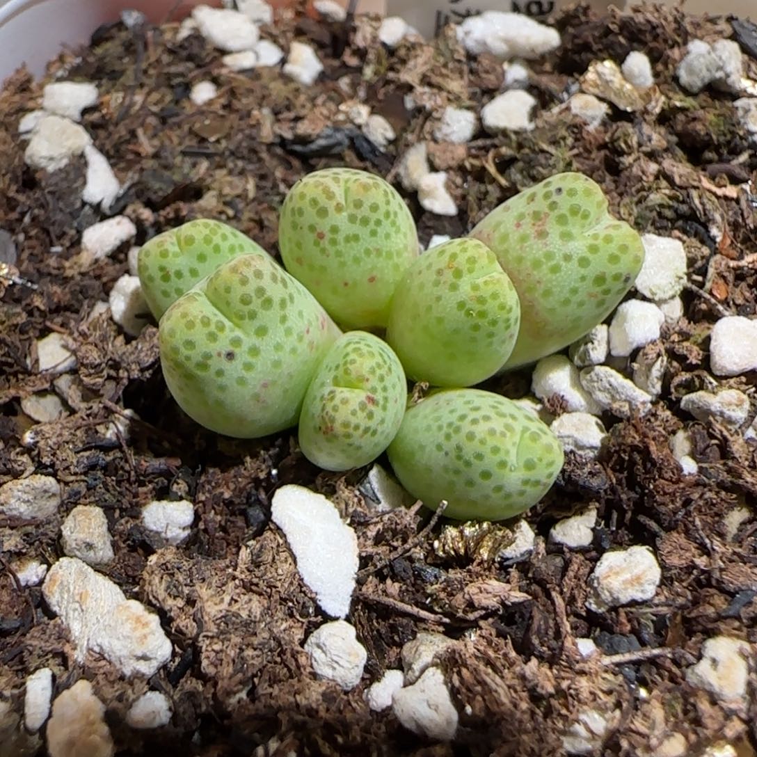 肉锥多肉植物组合-草莓斑马133