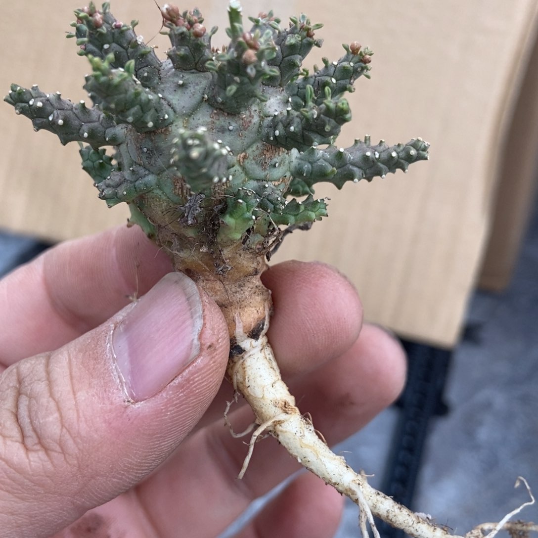 无刺仙人球开花了