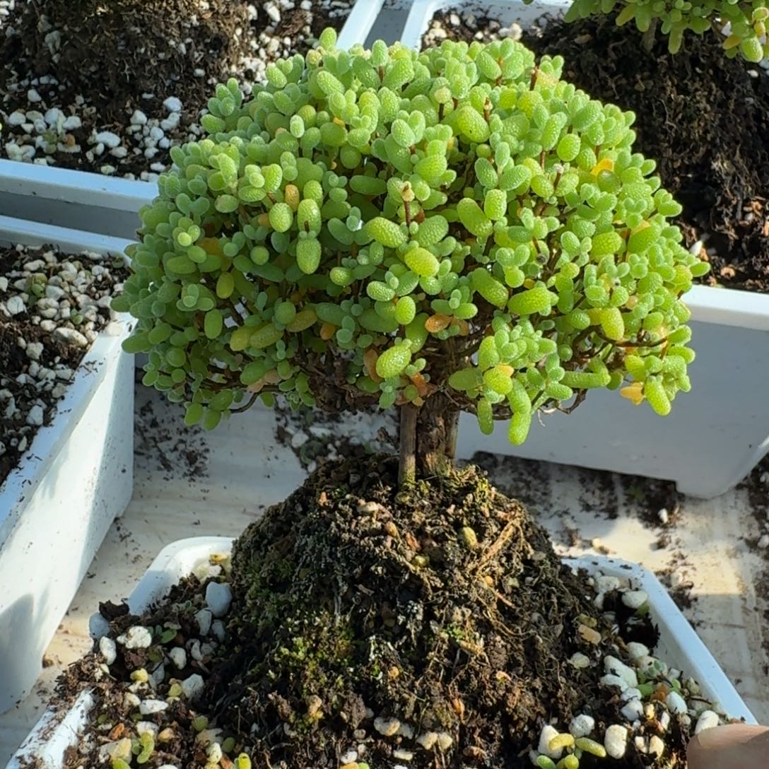 老桩蜜橘带盆带土发