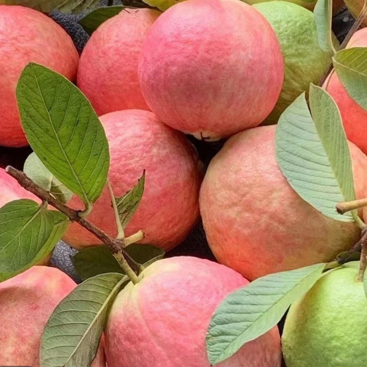 四季胭脂红心芭乐矮化果树苗