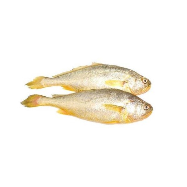 黄蜡丁鱼500~1000g▶新鲜◀