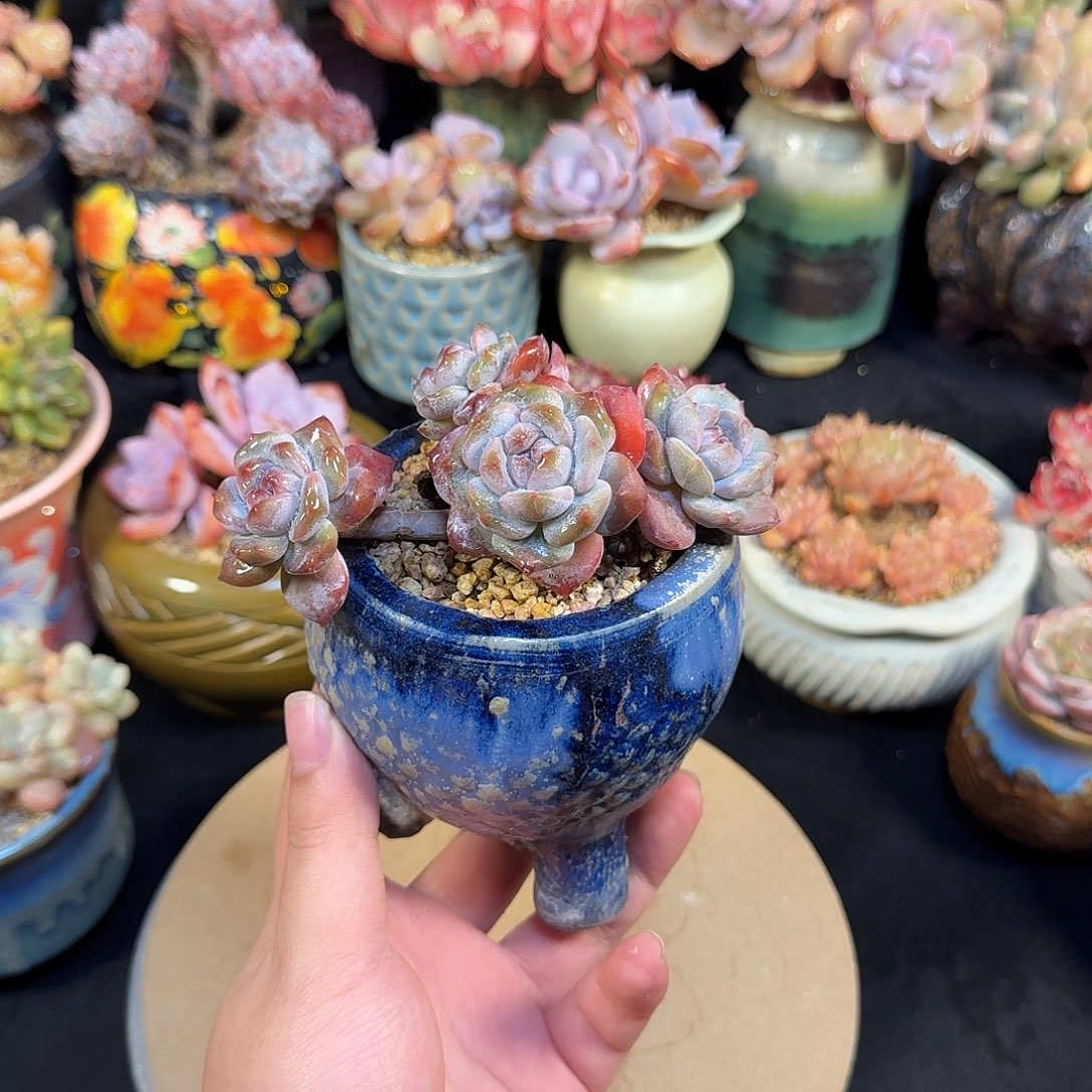 石榴籽星影12cm带盆土发货