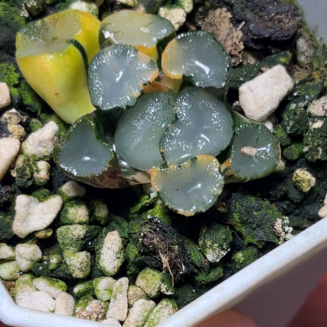 恭喜发财大吉大利783