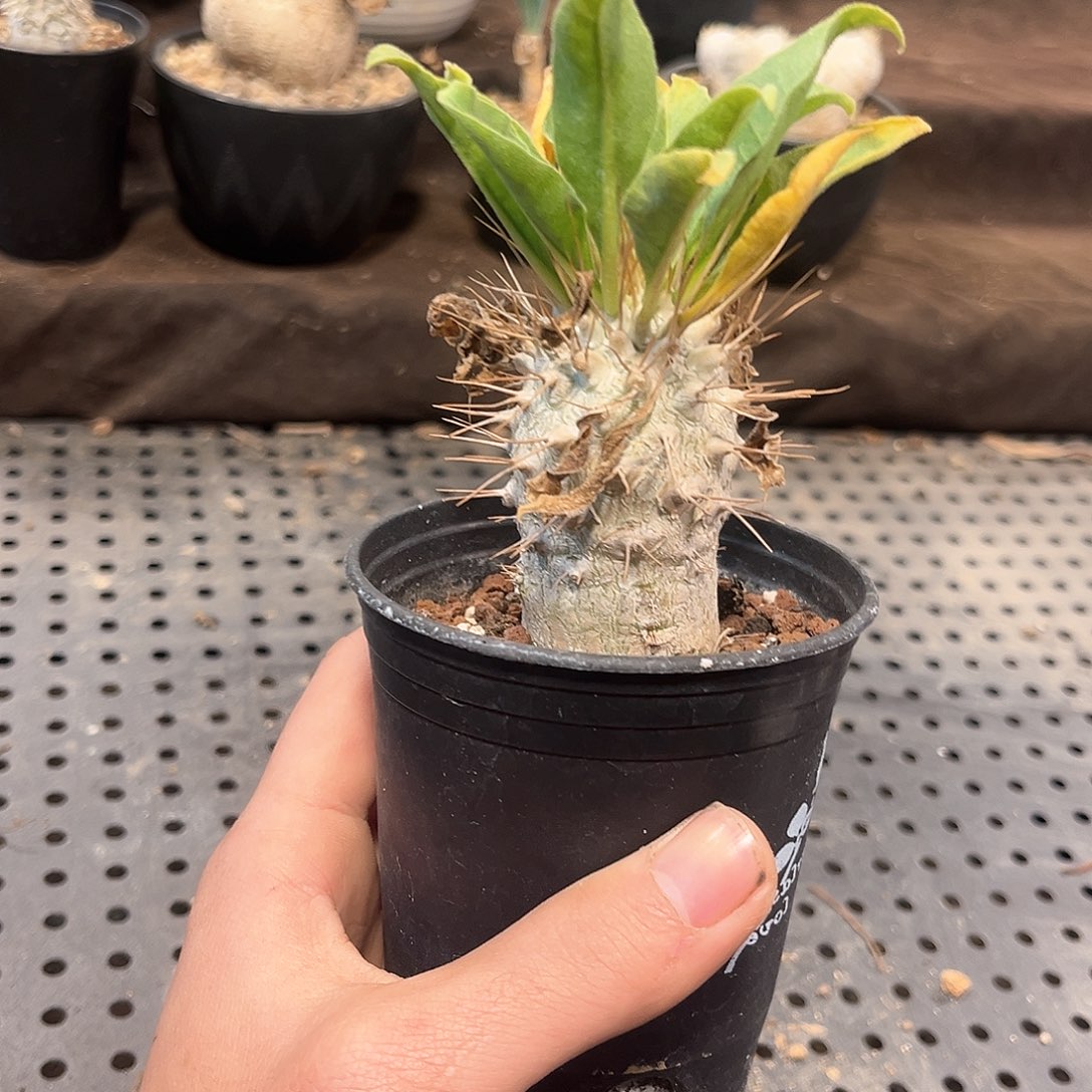 光堂棒槌111111111