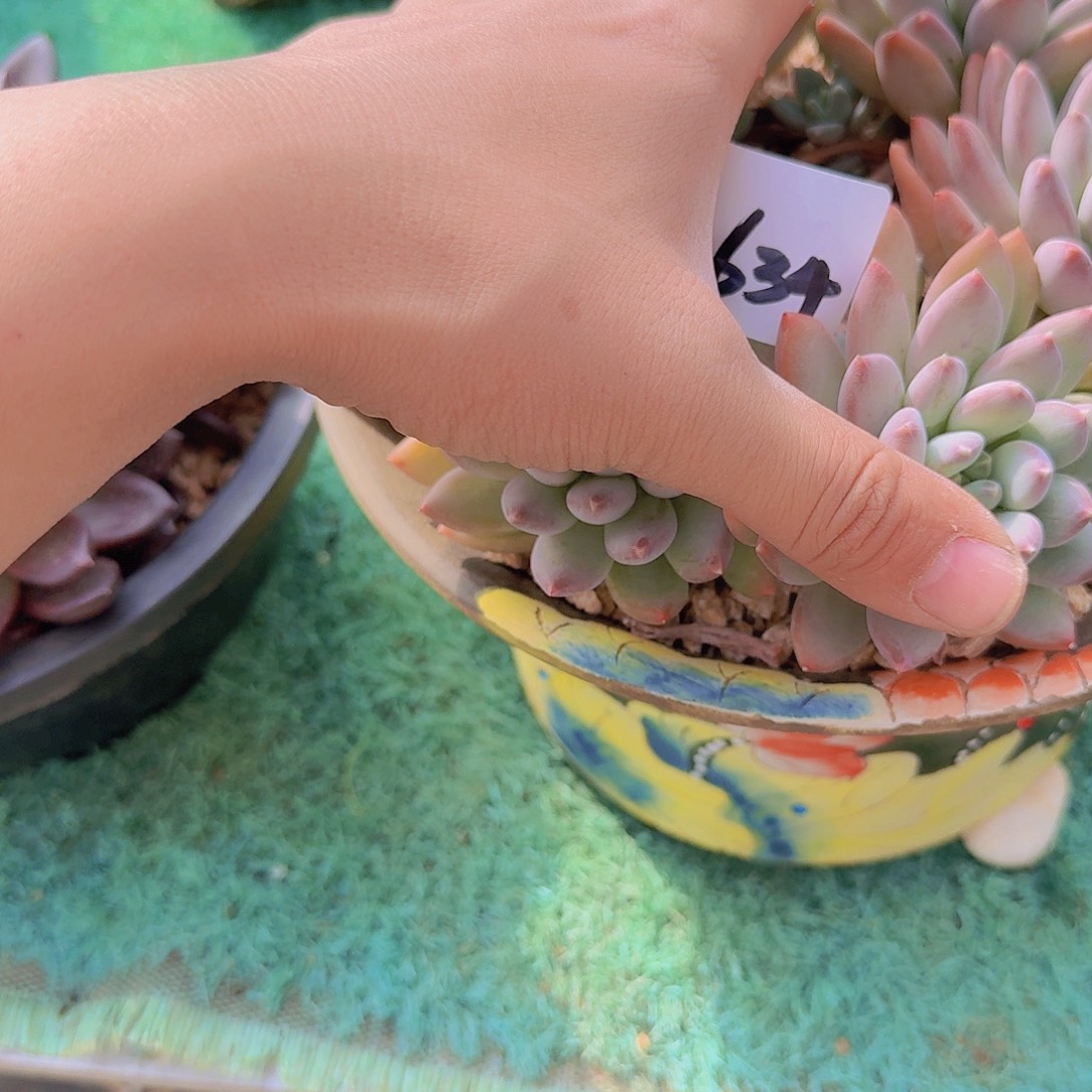 2634美人杂多肉植物